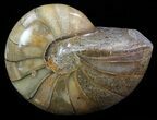 Polished Nautilus Fossil - Madagascar #67914-1